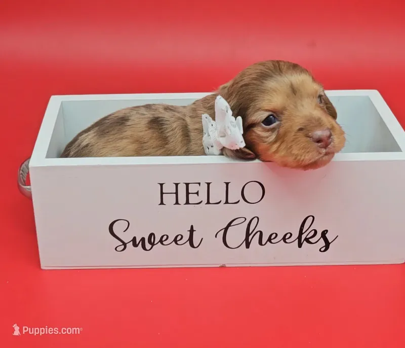 Odessa (chocolate dapple)