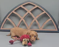 Fidough, a female Miniature Dachshund for sale in Mauston, WI – 4 of 9