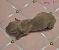 Fidough, a female Miniature Dachshund for sale in Mauston, WI – Photo 2 of 3