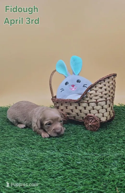 Fidough – Miniature Dachshund puppy for sale in Mauston, WI