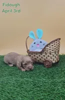 Fidough, a female Miniature Dachshund for sale in Mauston, WI – Photo 1 of 8