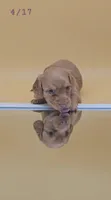 Fidough, a female Miniature Dachshund for sale in Mauston, WI – 3 of 9