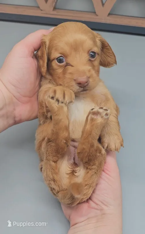 Fidough – Miniature Dachshund puppy for sale in Mauston, WI