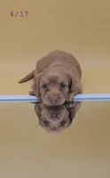 Fidough, a female Miniature Dachshund for sale in Mauston, WI – 2 of 9