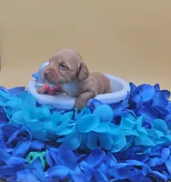 Fidough, a female Miniature Dachshund for sale in Mauston, WI – 7 of 9