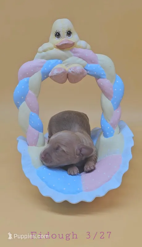 Fidough – Miniature Dachshund puppy for sale in Mauston, WI