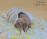 Fidough, a female Miniature Dachshund for sale in Mauston, WI – 6 of 9