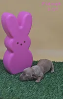 Fidough, a female Miniature Dachshund for sale in Mauston, WI – Photo 5 of 8