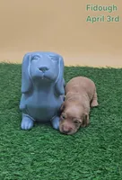 Fidough, a female Miniature Dachshund for sale in Mauston, WI – Photo 4 of 8