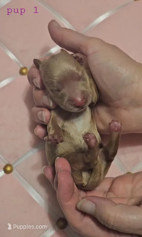 Fidough – Miniature Dachshund puppy for sale in Mauston, WI