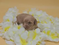 Fidough, a female Miniature Dachshund for sale in Mauston, WI – 5 of 9