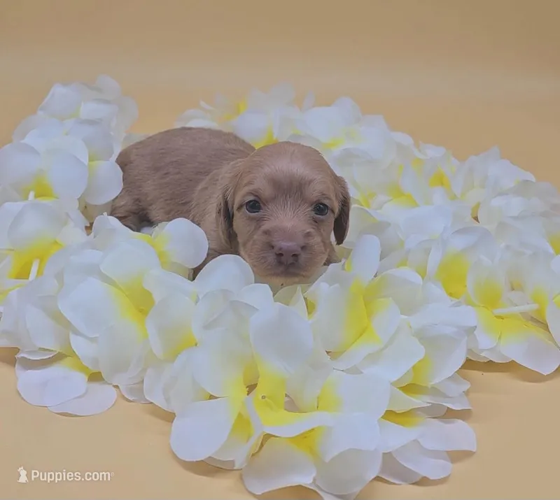 Fidough – Miniature Dachshund puppy for sale in Mauston, WI