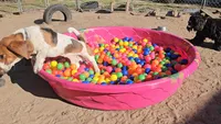 Montgomery Gator , a male Basset Hound for sale in Mauston, WI – 4 of 7
