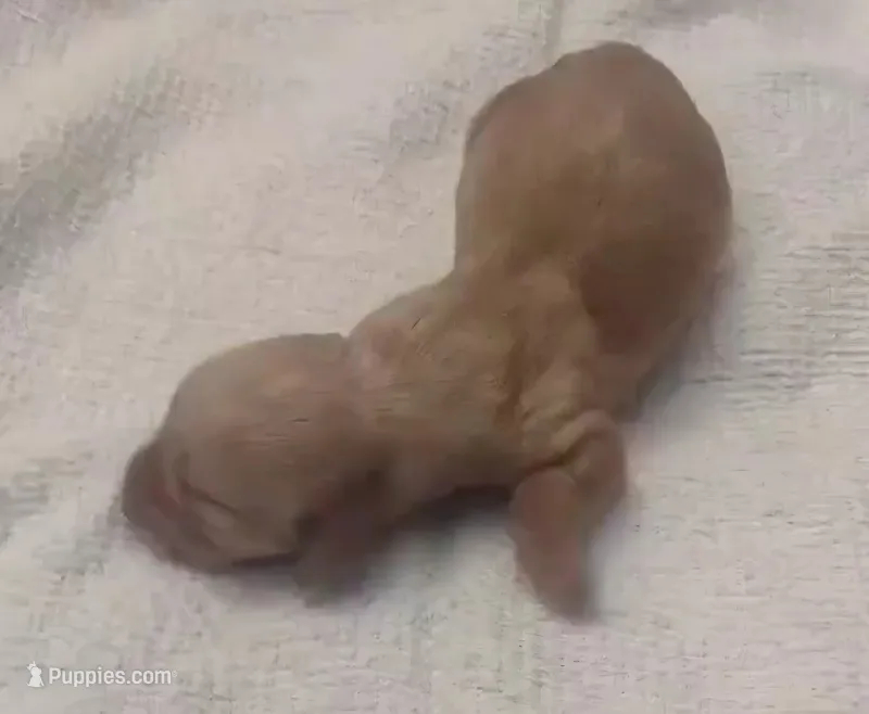 Tommy Knocker (cream) – Miniature Dachshund puppy for sale in Mauston, WI