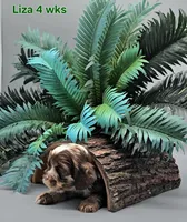 Liza Lipschitz, a female Cocker Spaniel for sale in Mauston, WI – Photo 2 of 10