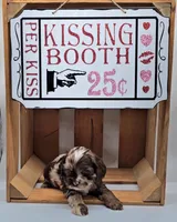 Liza Lipschitz, a female Cocker Spaniel for sale in Mauston, WI – Photo 4 of 10