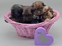 Liza Lipschitz, a female Cocker Spaniel for sale in Mauston, WI – Photo 6 of 10