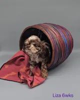 Liza Lipschitz, a female Cocker Spaniel for sale in Mauston, WI – Photo 9 of 10