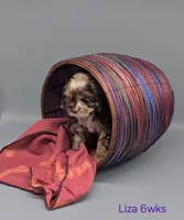 Liza Lipschitz, a female Cocker Spaniel for sale in Mauston, WI – Photo 8 of 10