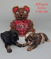 Liza Lipschitz, a female Cocker Spaniel for sale in Mauston, WI – Photo 7 of 10