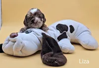 Liza Lipschitz, a female Cocker Spaniel for sale in Mauston, WI – Photo 3 of 10