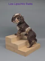 Liza Lipschitz, a female Cocker Spaniel for sale in Mauston, WI – Photo 10 of 10