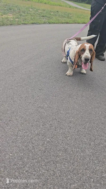Montgomery Gator  – Basset Hound puppy for sale in Mauston, WI