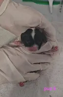 Sylveon , a female Cocker Spaniel for sale in Mauston, WI – Photo 2 of 5