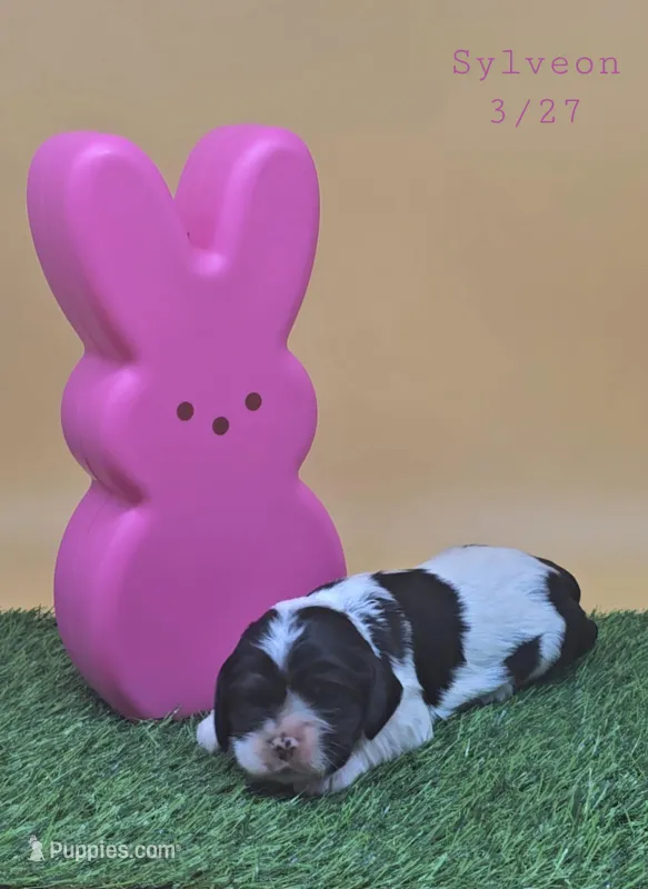 Sylveon  – Cocker Spaniel puppy for sale in Mauston, WI