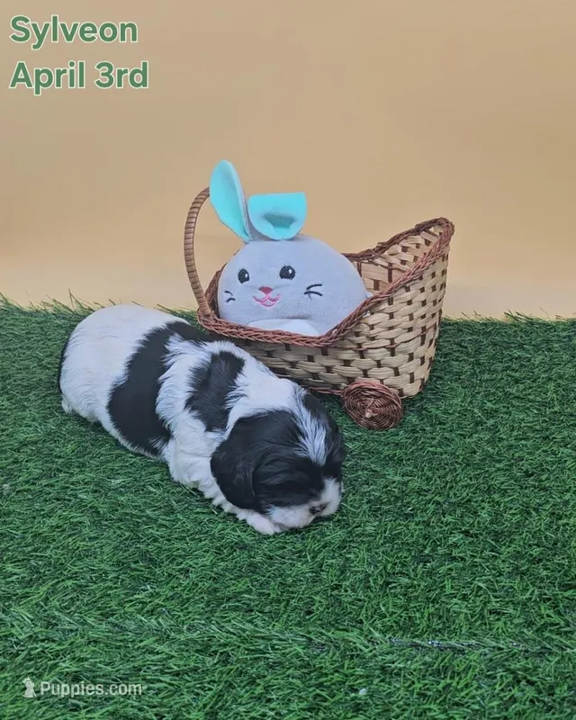 Sylveon  – Cocker Spaniel puppy for sale in Mauston, WI