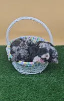 Sylveon , a female Cocker Spaniel for sale in Mauston, WI – Photo 3 of 8