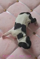 Sylveon , a female Cocker Spaniel for sale in Mauston, WI – Photo 5 of 5