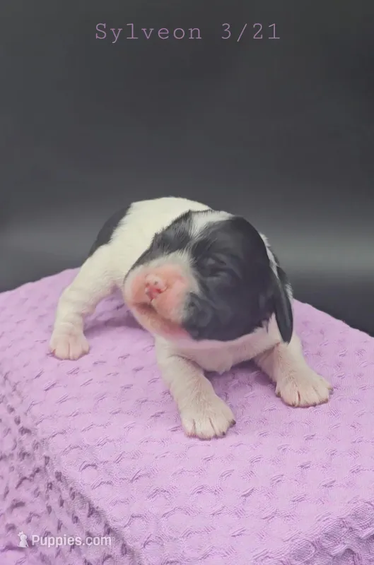 Sylveon  – Cocker Spaniel puppy for sale in Mauston, WI