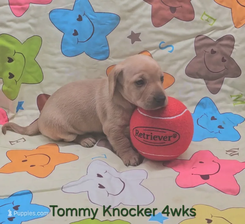 Tommy Knocker (cream) – Miniature Dachshund puppy for sale in Mauston, WI