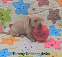 Tommy Knocker (cream), a male Miniature Dachshund for sale in Mauston, WI – 6 of 10