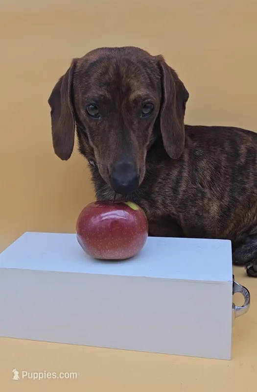 Pepsi – Miniature Dachshund puppy for sale in Mauston, WI
