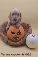 Tommy Knocker (cream), a male Miniature Dachshund for sale in Mauston, WI – 1 of 10
