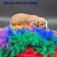 Tommy Knocker (cream), a male Miniature Dachshund for sale in Mauston, WI – 10 of 10