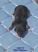 Odd Thomas (choc & tan), a male Miniature Dachshund for sale in Mauston, WI – 4 of 8
