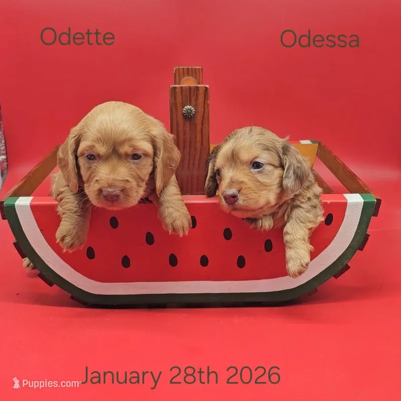 Capri's litter – Miniature Dachshund puppy on hold in Mauston, WI