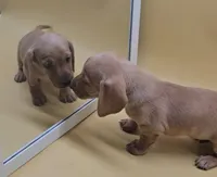 Tommy Knocker (cream), a male Miniature Dachshund for sale in Mauston, WI – 5 of 10