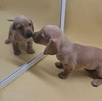 Tommy Knocker (cream), a male Miniature Dachshund for sale in Mauston, WI – 4 of 10