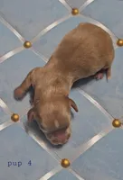 Dachsbun, a male Miniature Dachshund for sale in Mauston, WI – Photo 2 of 4