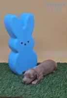 Dachsbun, a male Miniature Dachshund for sale in Mauston, WI – Photo 8 of 9