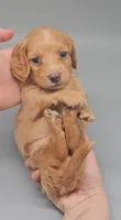 Dachsbun, a male Miniature Dachshund for sale in Mauston, WI – 3 of 10
