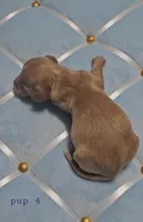 Dachsbun, a male Miniature Dachshund for sale in Mauston, WI – Photo 3 of 4