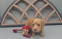Dachsbun, a male Miniature Dachshund for sale in Mauston, WI – 6 of 10