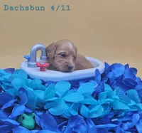 Dachsbun, a male Miniature Dachshund for sale in Mauston, WI – 9 of 10