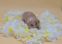 Dachsbun, a male Miniature Dachshund for sale in Mauston, WI – 8 of 10