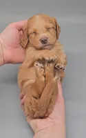 Dachsbun, a male Miniature Dachshund for sale in Mauston, WI – 2 of 10